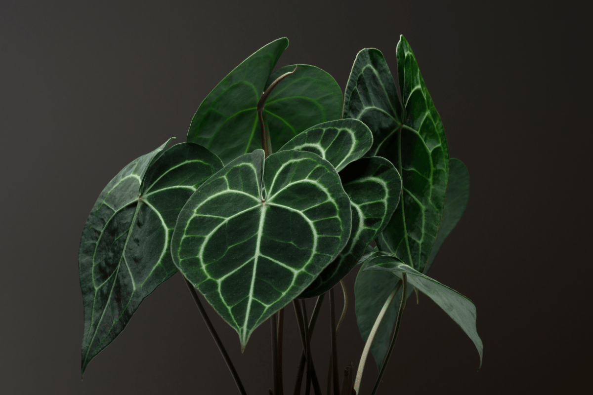 Anthurium clarinervium.png